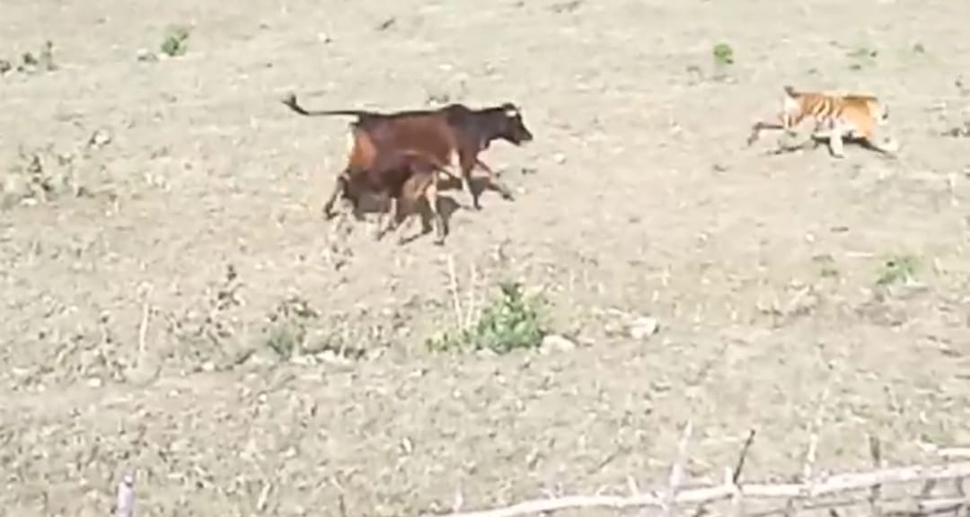 Cow fought with tiger for calf, video is going viral, people are saying mother is mother